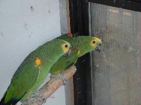 Bild_Blaustirnamazone_035.jpg