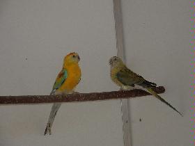 Bild_Singsittich _036.jpg