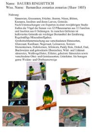 Bauersringsittich 1.jpg